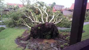 Disney after irma