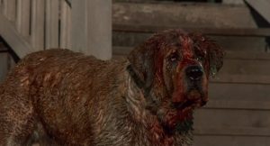 Cujo