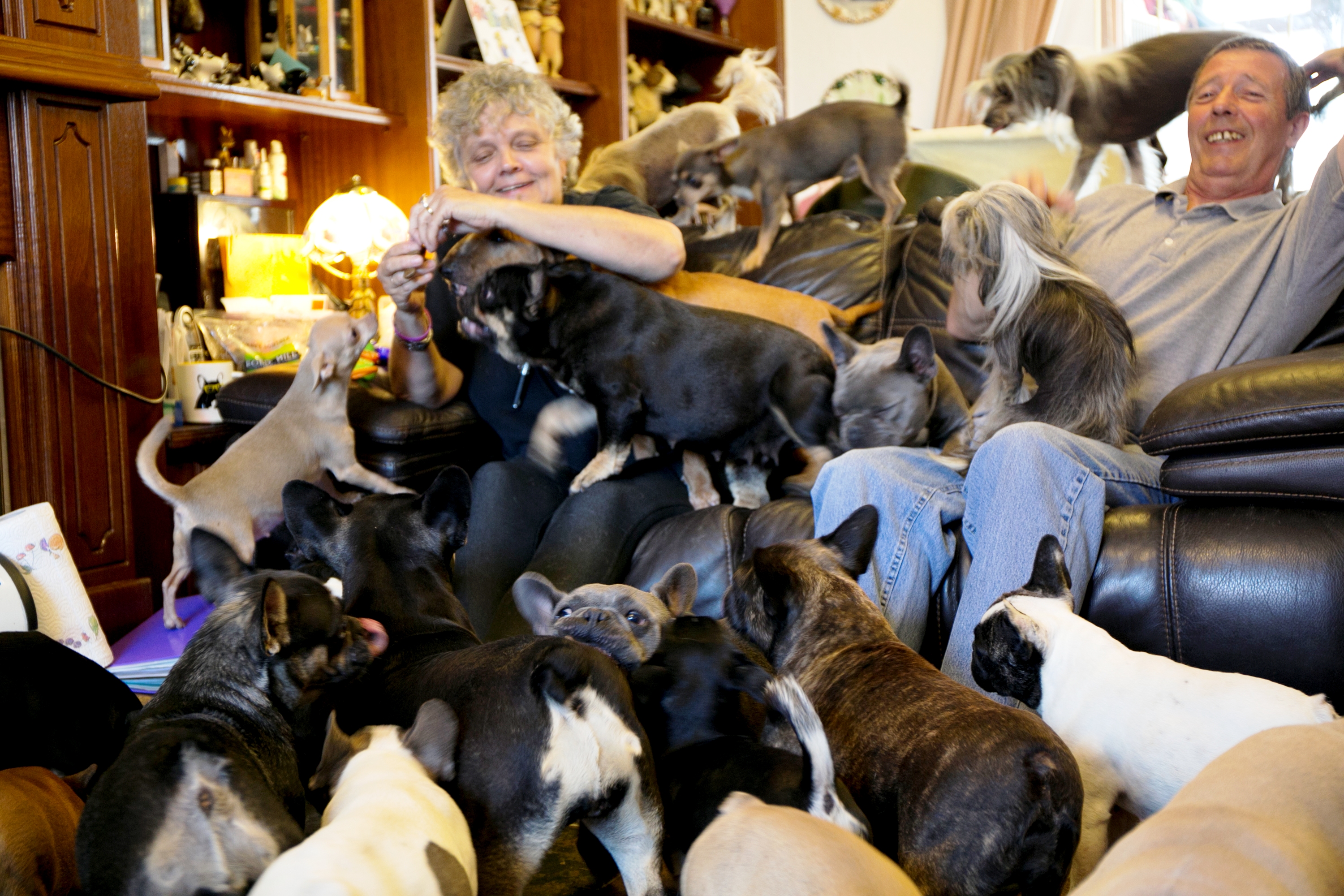41 Dogs in My Home