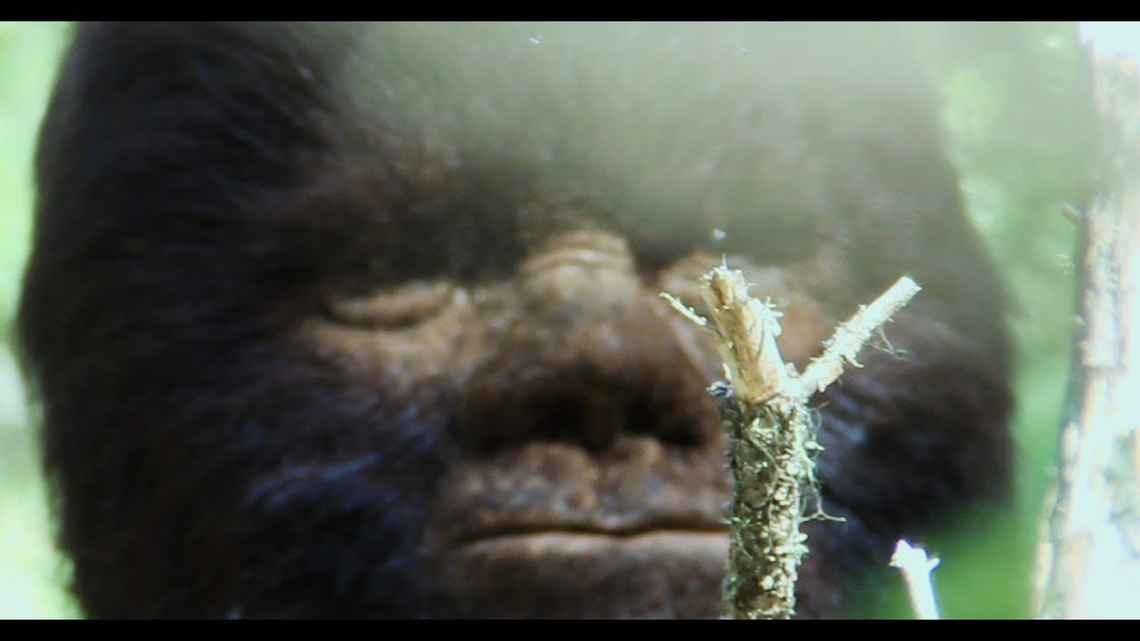 Discovering Bigfoot