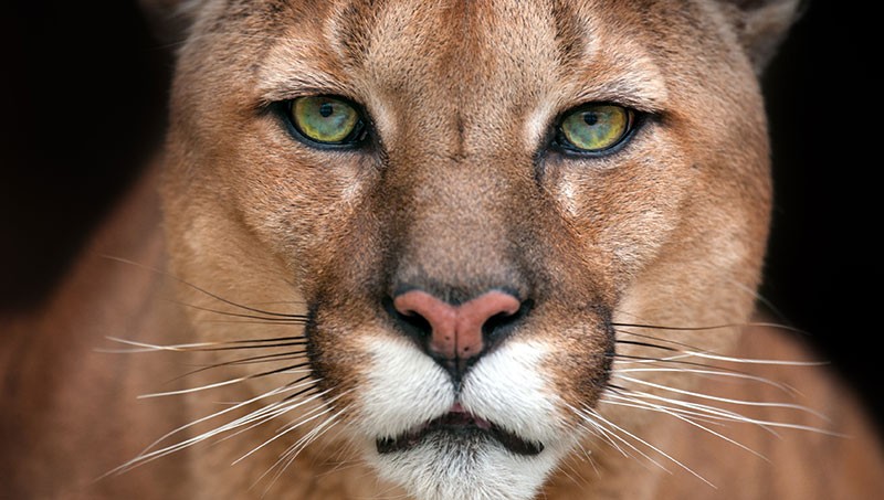 72 Dangerous Animals