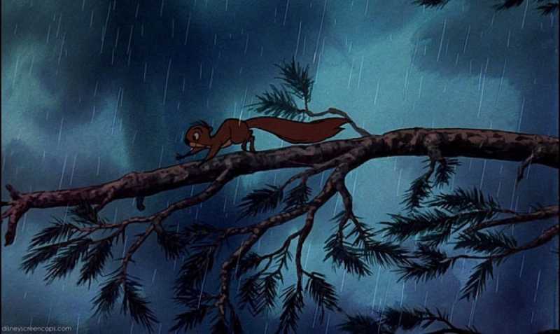 The squirrel