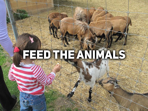 Goats and Chickens