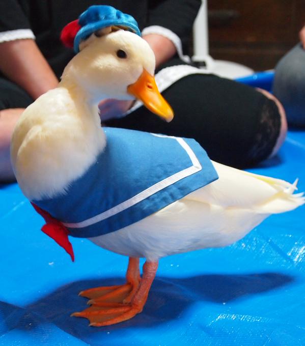 One Cosplay That Trumps