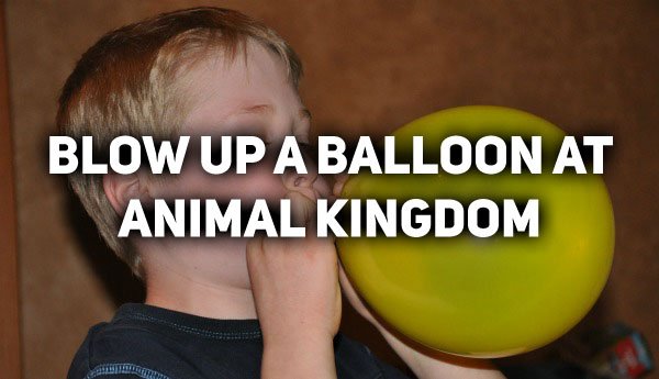 Animal Kingdom