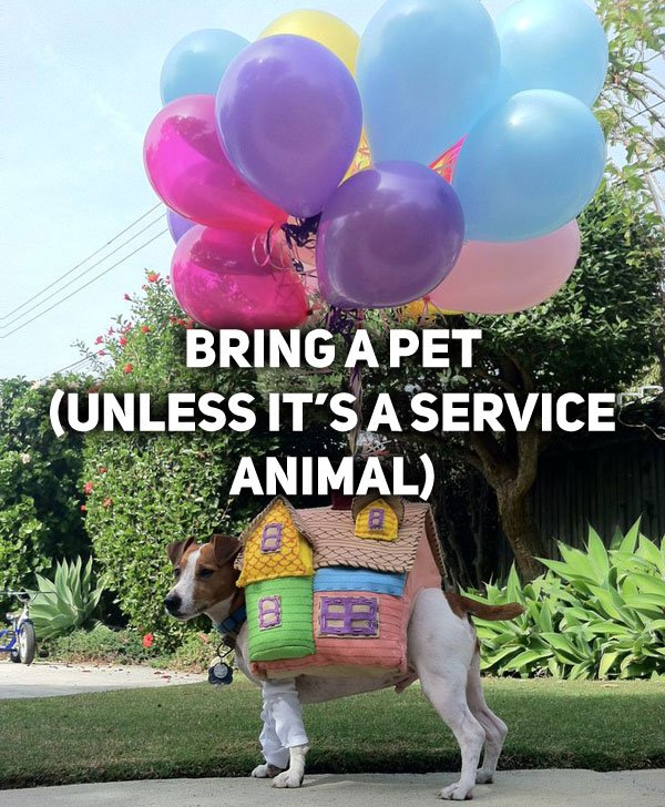 Animals on Leashes