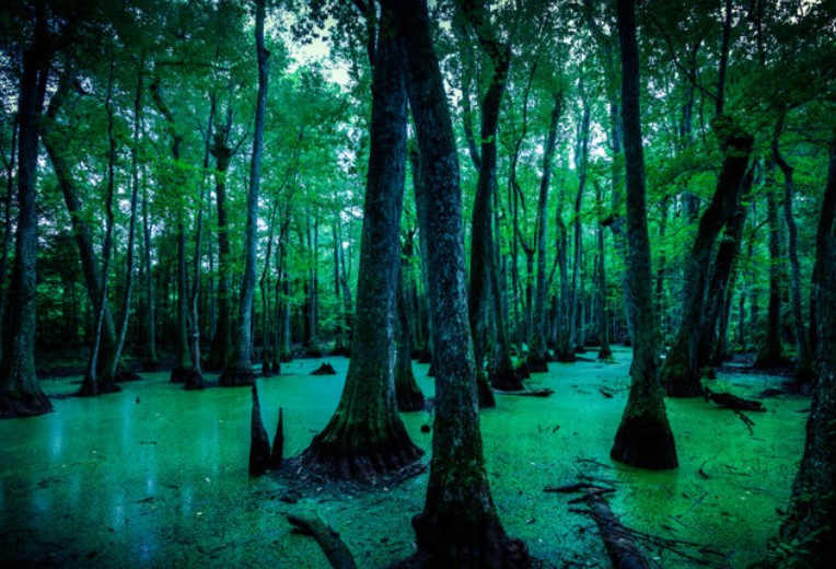 Louisiana Bayous