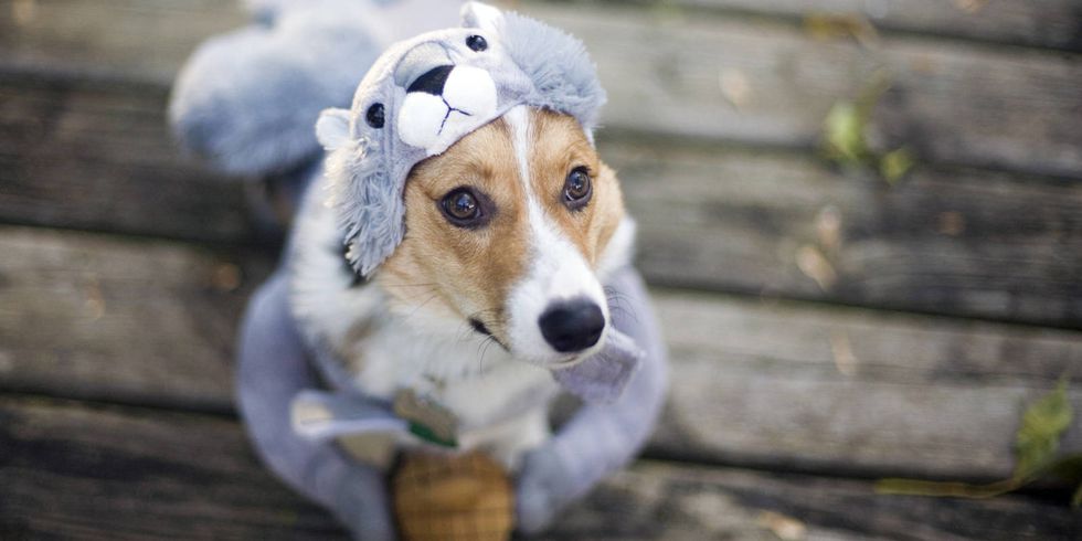 Pets can't go to Disney Parks unless they're service pets