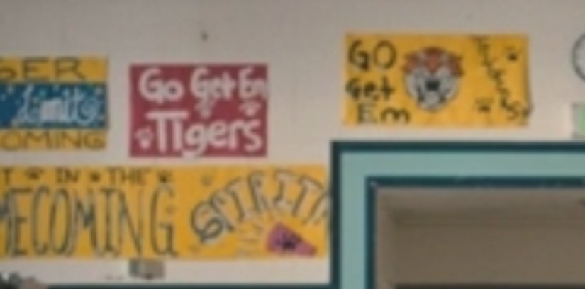 tigers